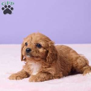 Bryce, Cavapoo Puppy